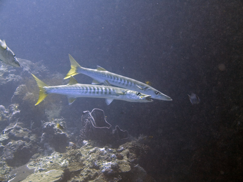Barracuda, Turtle Tomb